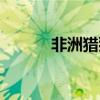 非洲獵獅犬價(jià)格（非洲獵獅犬）