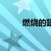 燃燒的翅膀徐梵溪（燃燒的翅膀）