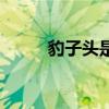 豹子頭是誰娛樂圈（豹子頭是誰）