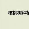核桃樹種植條件和方法（核桃樹種植）