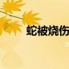 蛇被燒傷了怎么救治（she被燒傷）