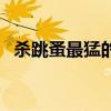殺跳蚤最猛的藥（跳蚤怎么消滅用什么藥）