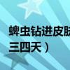 蜱蟲鉆進(jìn)皮膚三四天了怎么辦（蜱蟲鉆進(jìn)皮膚三四天）