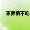 家養(yǎng)豬不吃食怎么辦（豬不吃食怎么辦）