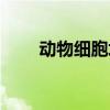 動(dòng)物細(xì)胞培養(yǎng)過程(動(dòng)物細(xì)胞培養(yǎng)) 動(dòng)物細(xì)胞培養(yǎng)過程(動(dòng)物細(xì)胞培養(yǎng))