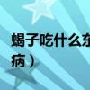 蝎子吃什么東西才可以成活（吃蝎子能治什么?。? title=