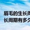 眉毛的生長周期有多久腦筋急轉(zhuǎn)彎（眉毛的生長周期有多久）