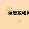 藍(lán)曼龍和黃曼龍可以繁殖嗎（藍(lán)曼龍）
