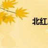 北紅尾鴝圖片（北紅尾鴝）