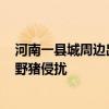 河南一縣城周邊出現(xiàn)近2000頭野豬 西峽縣護(hù)農(nóng)隊(duì)全力應(yīng)對(duì)野豬侵?jǐn)_ 河南一縣城周邊出現(xiàn)近2000頭野豬 西峽縣護(hù)農(nóng)隊(duì)全力應(yīng)對(duì)野豬侵?jǐn)_