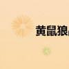 黃鼠狼戰(zhàn)車（坦克世界黃鼠狼）