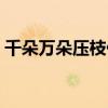 千朵萬(wàn)朵壓枝低是什么花（千朵萬(wàn)朵壓枝低）