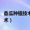 香瓜種植技術(shù)與管理法視頻（香瓜種植管理技術(shù)）
