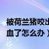 被荷蘭豬咬出血了需要打針嗎（被荷蘭豬咬出血了怎么辦）