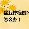 盆栽檸檬樹葉子發(fā)黃怎么辦（檸檬樹葉子發(fā)黃怎么辦）