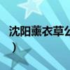 沈陽薰衣草公園在哪里（沈陽薰衣草主題公園）