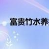 富貴竹水養(yǎng)技巧視頻（富貴竹水養(yǎng)技巧）