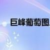 巨峰葡萄圖片大全唯美（巨峰葡萄圖片）