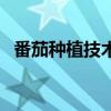 番茄種植技術(shù)和管理（番茄種植管理技術(shù)）